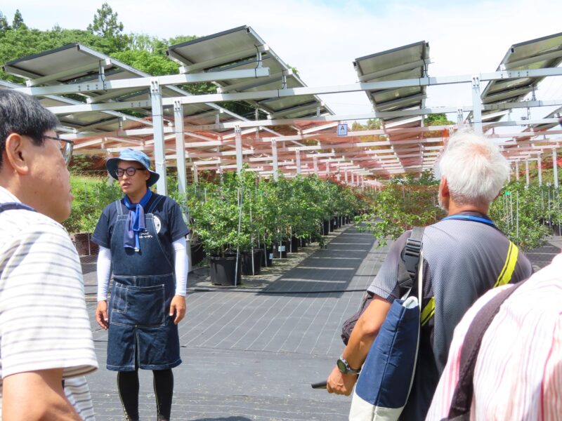 Blueberries and Solar Panels